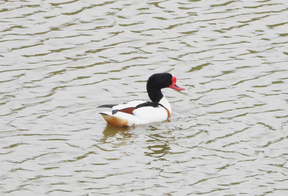 Common Shelduck - Rita Stima