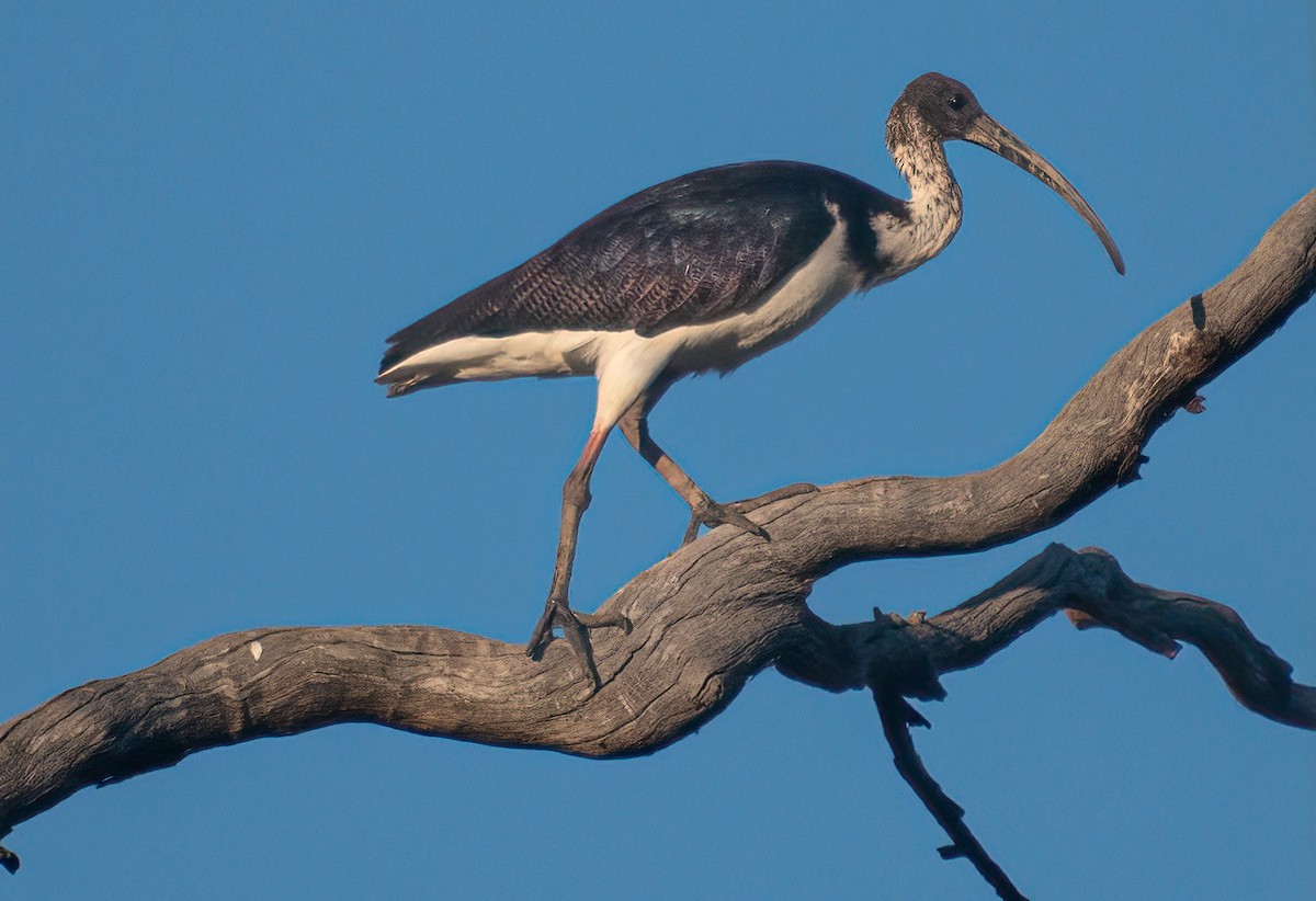 ibis slámokrký - ML554785921