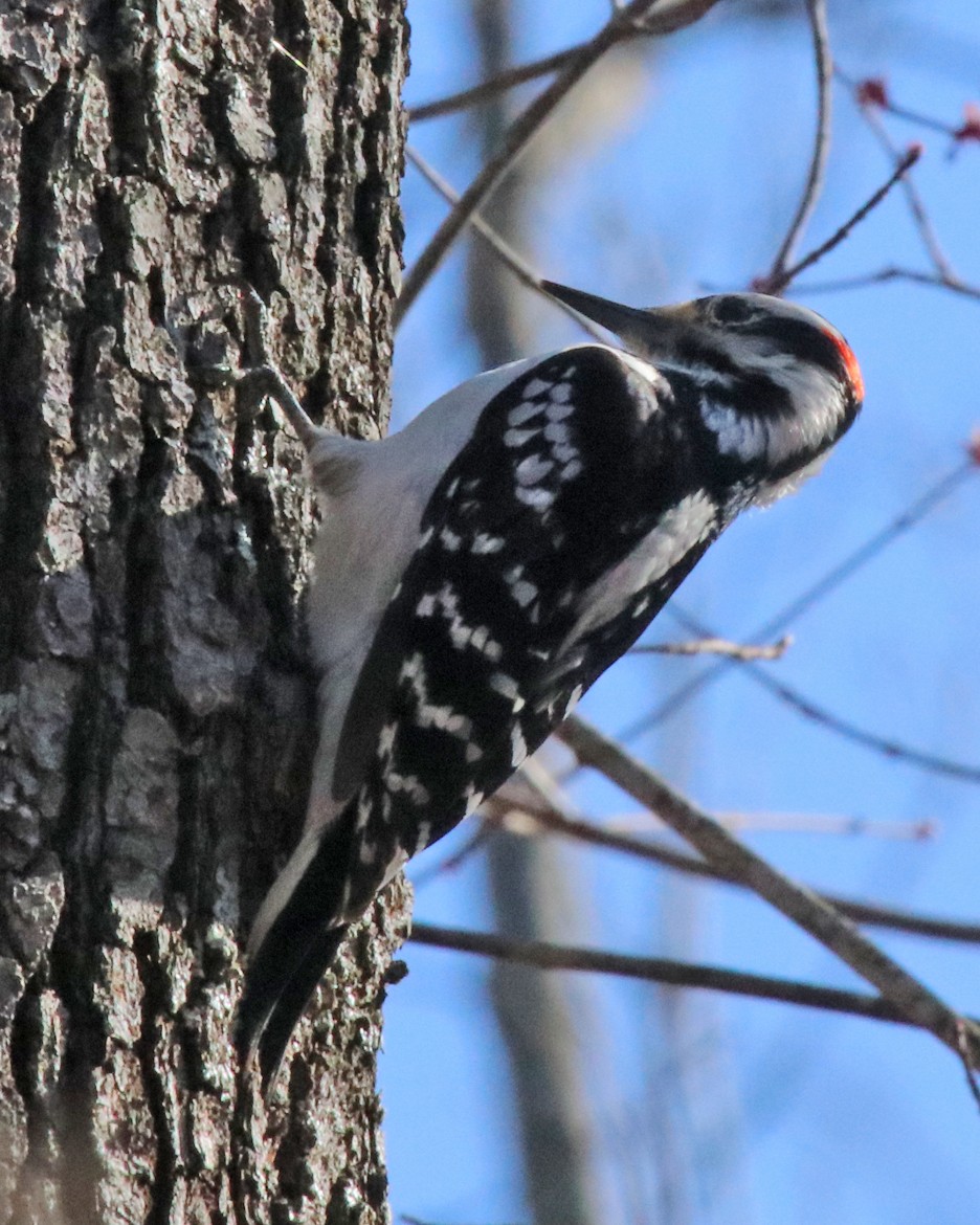 Hairy Woodpecker - ML554787541