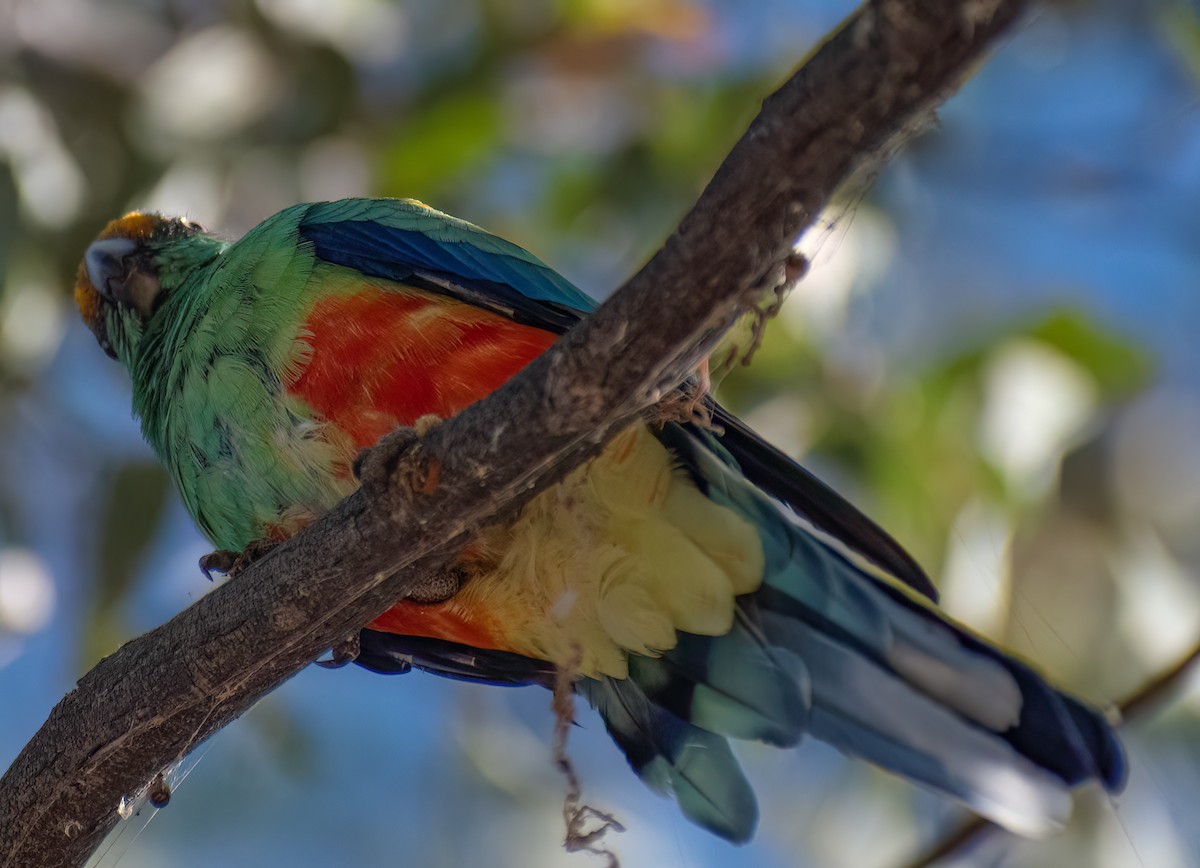 Red-rumped Parrot - ML554787911