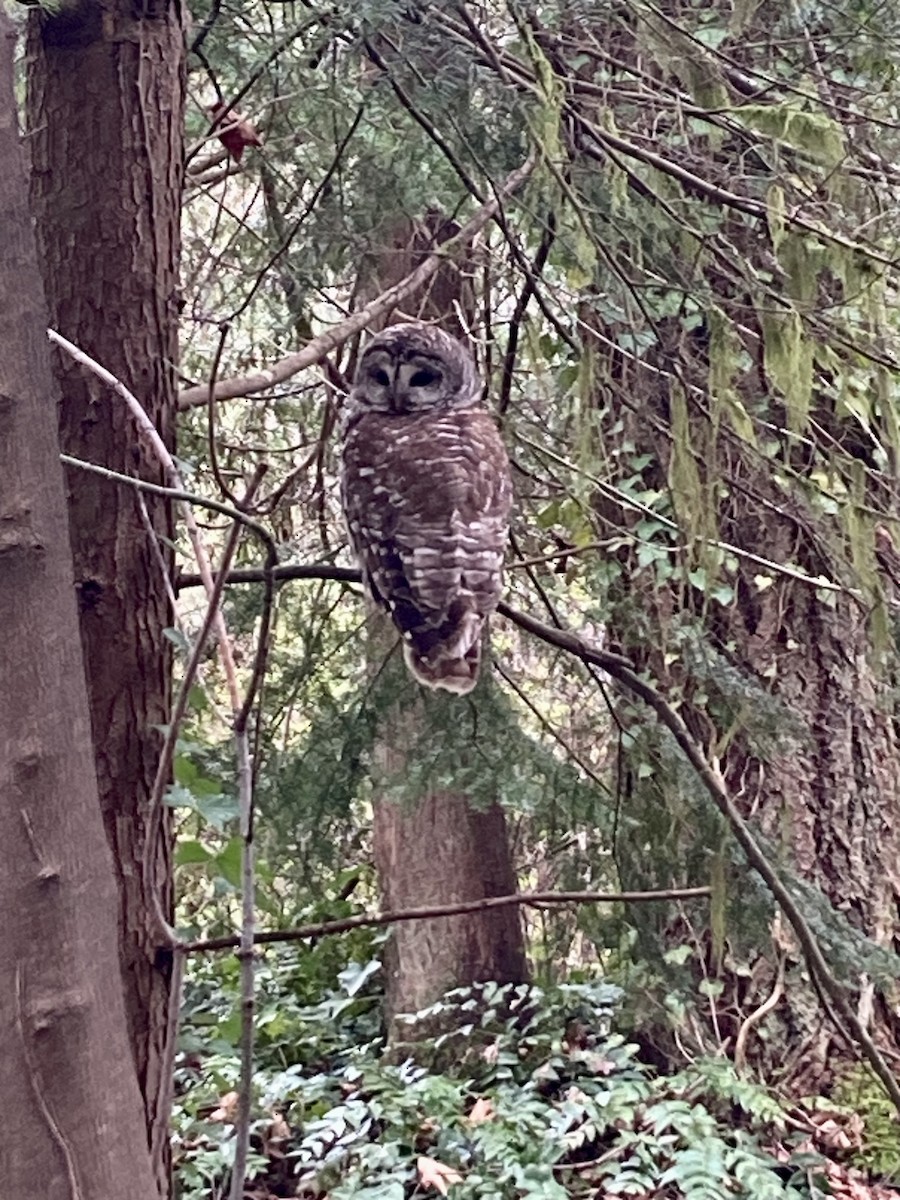 Barred Owl - ML554788151