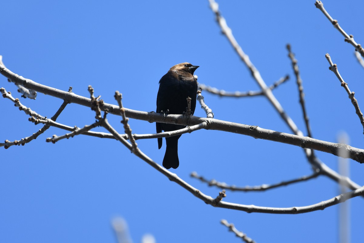 Brown-headed Cowbird - Martin Bourbeau