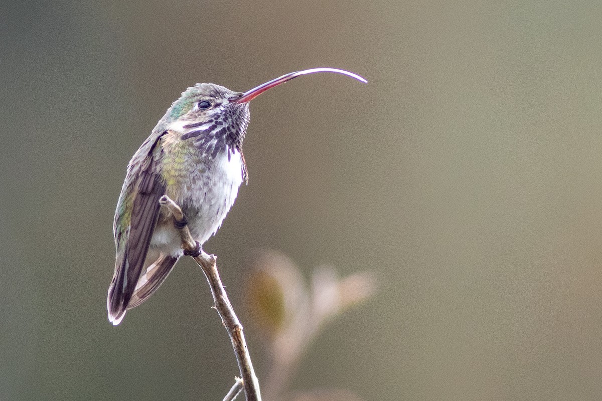 Calliope Hummingbird - ML554789891