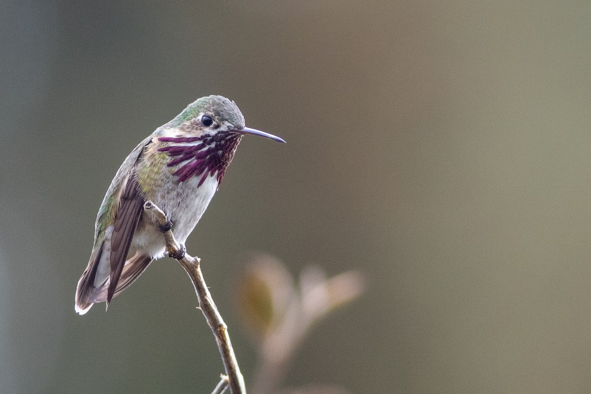 Calliope Hummingbird - ML554789911