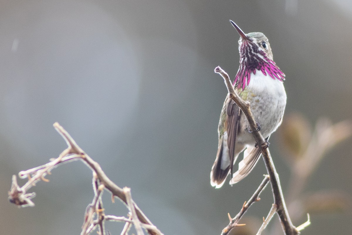 Calliope Hummingbird - ML554789931
