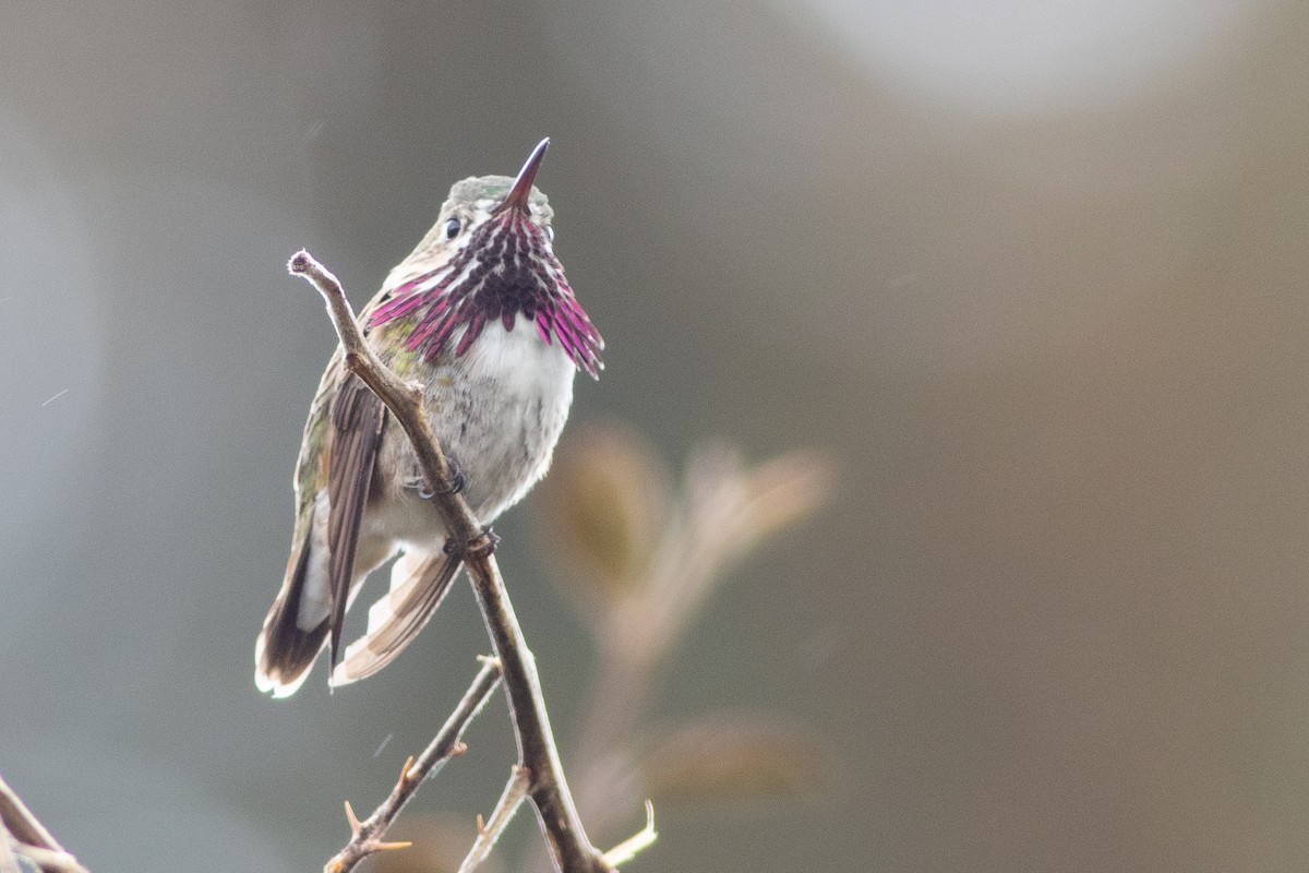 Calliope Hummingbird - ML554789941