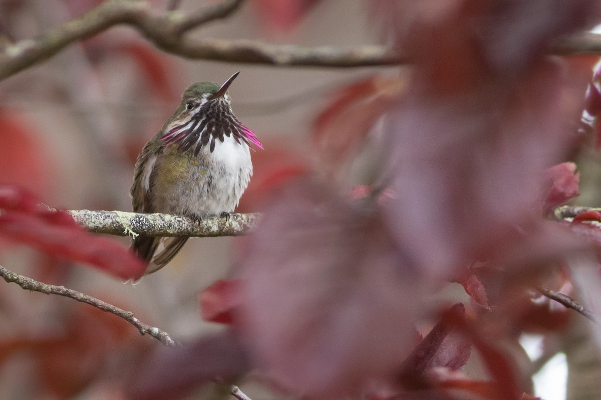 Calliope Hummingbird - ML554789961