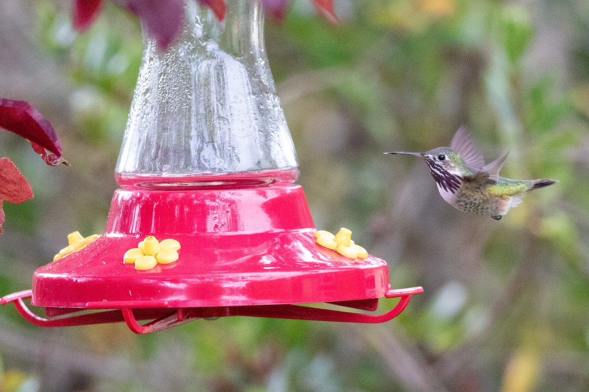 Calliope Hummingbird - ML554790011