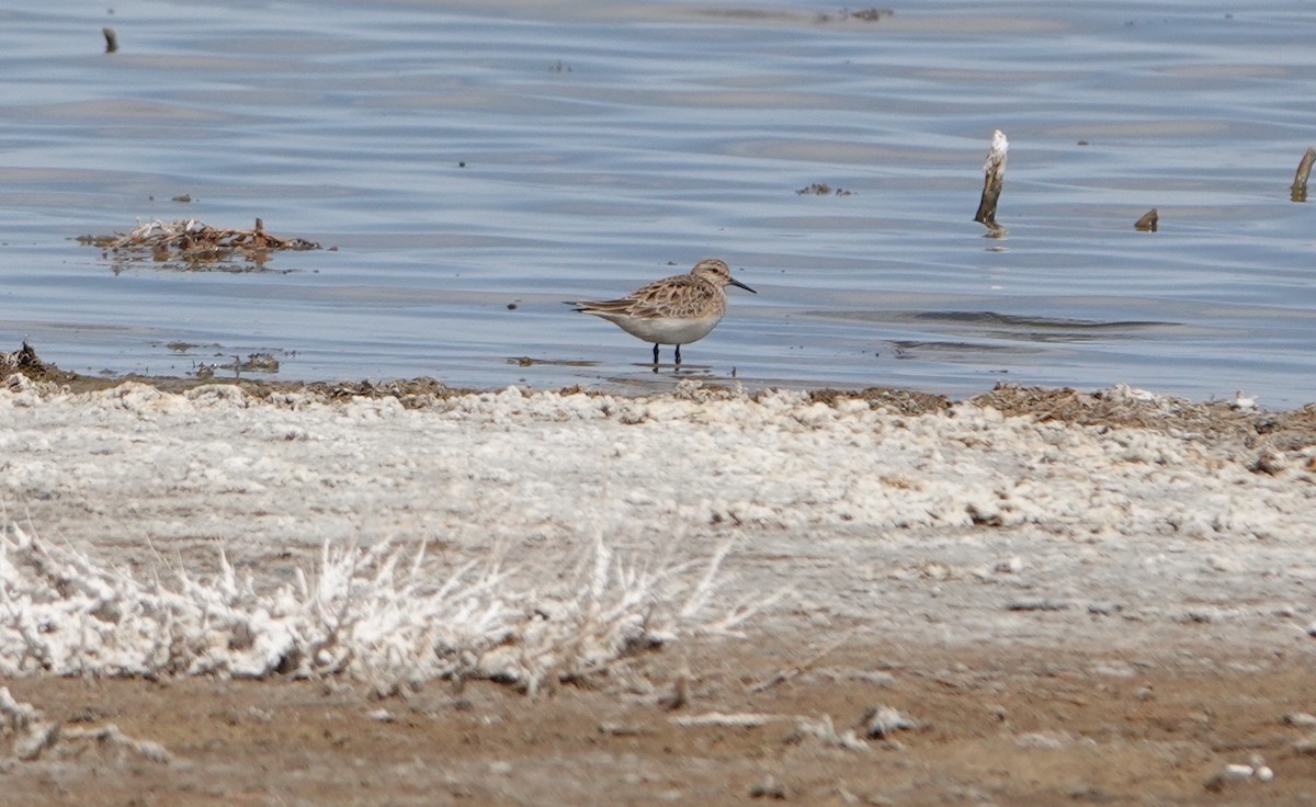 Baird's Sandpiper - ML554790861