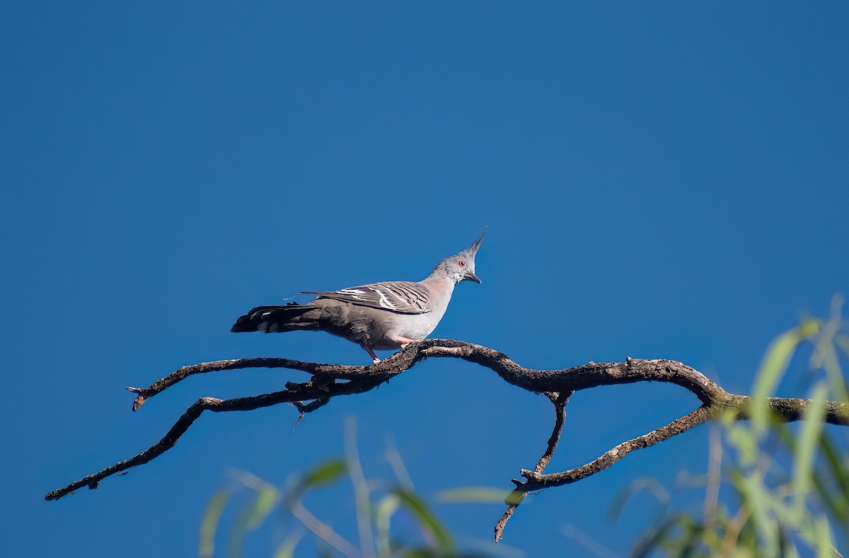 Crested Pigeon - ML554791191