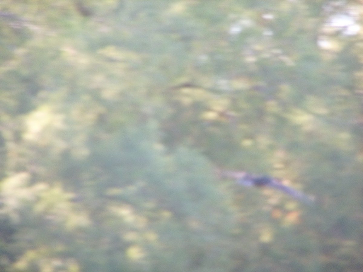 Double-crested Cormorant - ML554791551