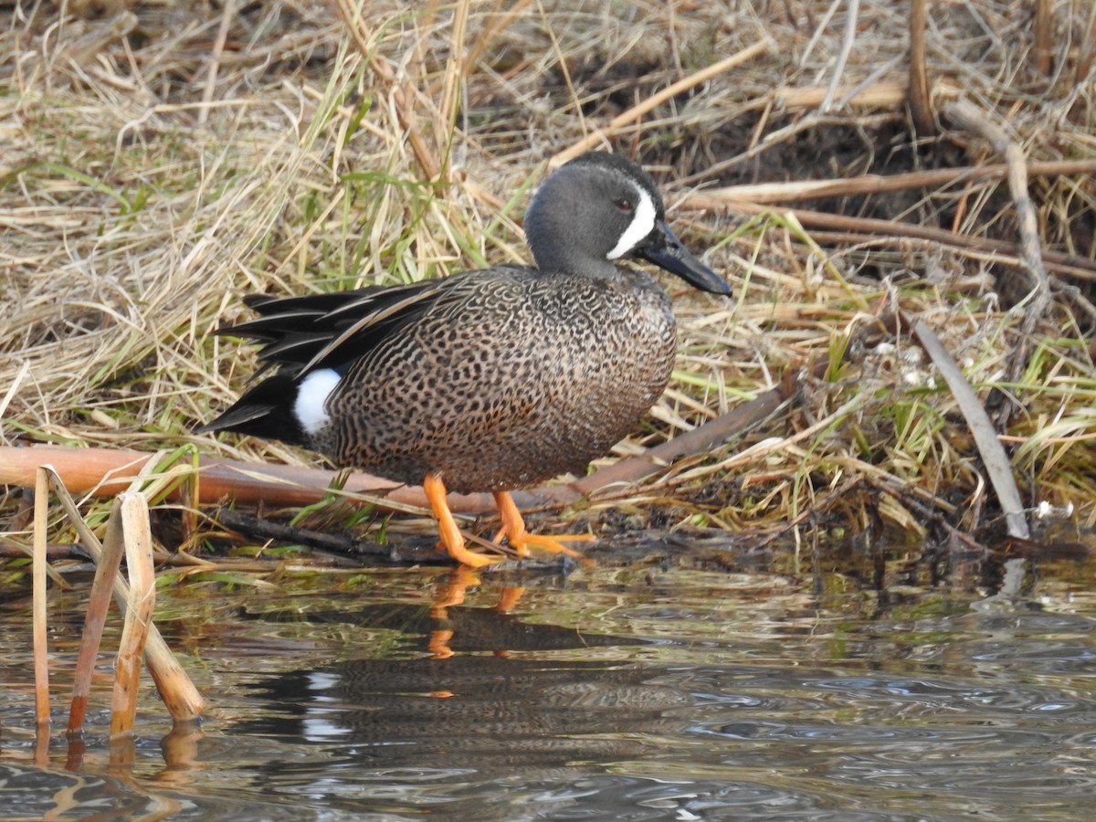 Blue-winged Teal - Ian Nicholson