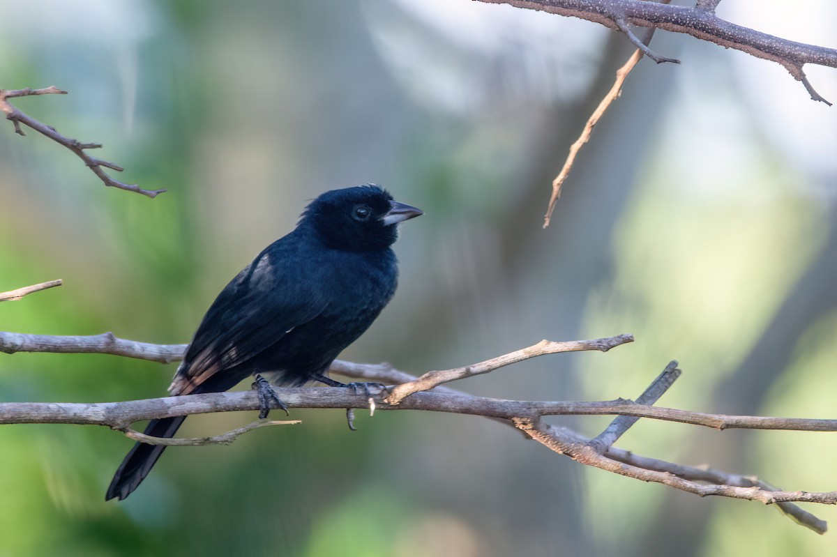 White-lined Tanager - ML554793031