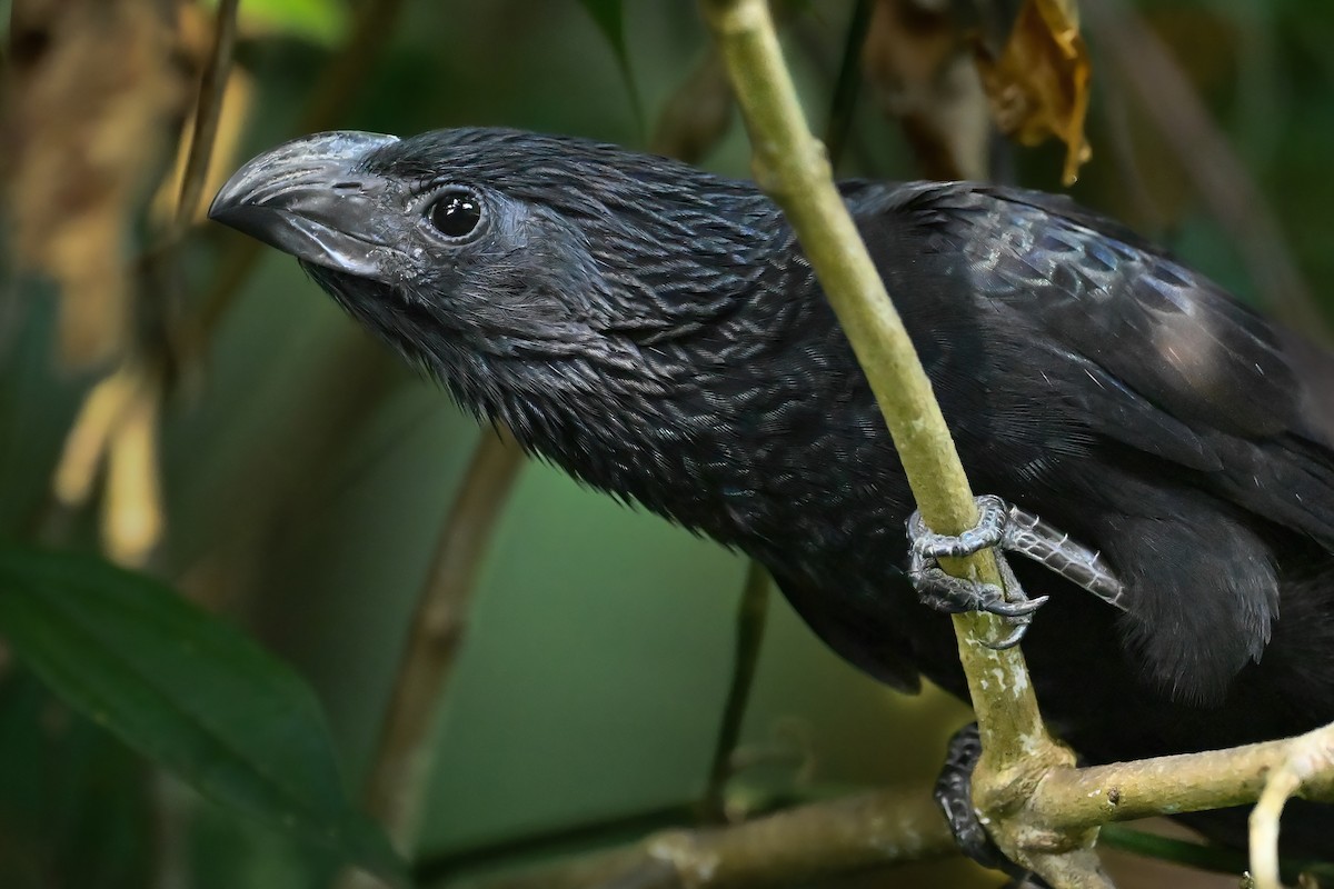 Groove-billed Ani - Raphael Kopan