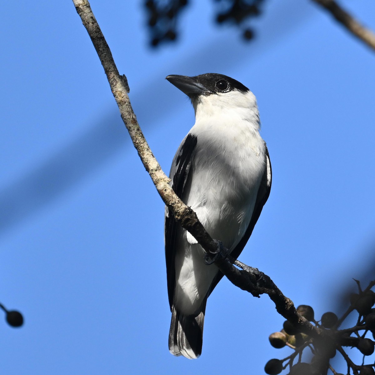 Black-crowned Tityra - Raphael Kopan