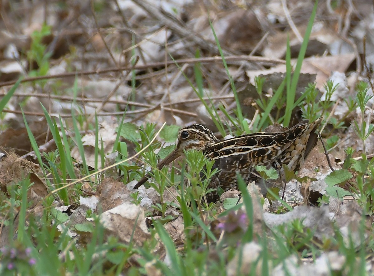 Wilson's Snipe - ML554798511