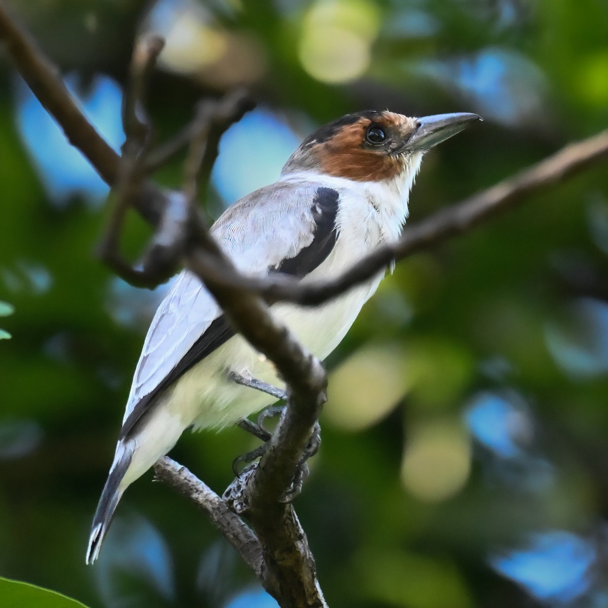 Black-crowned Tityra - Raphael Kopan