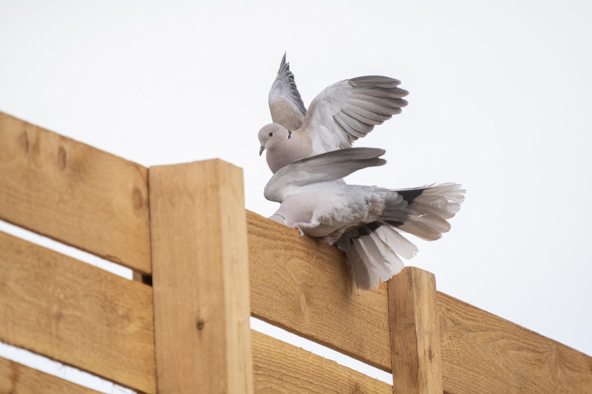 Eurasian Collared-Dove - ML554798881