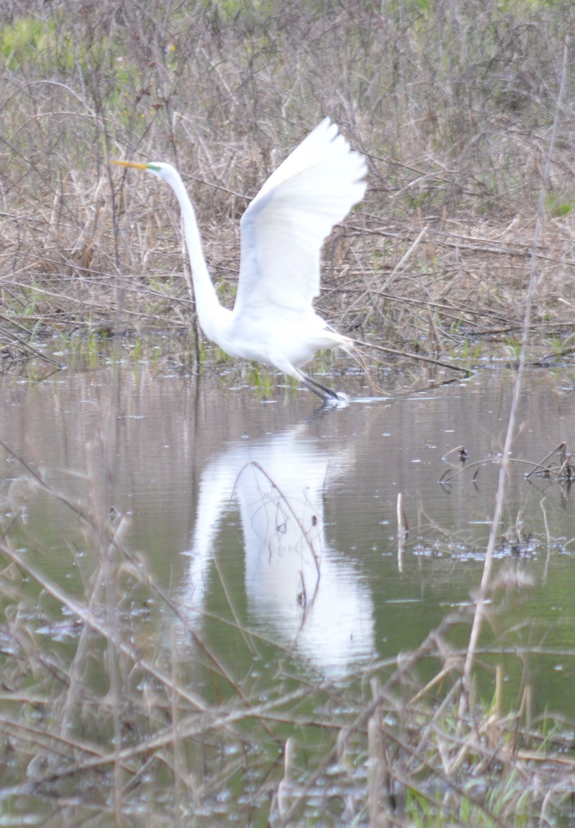 Great Egret - ML554800391