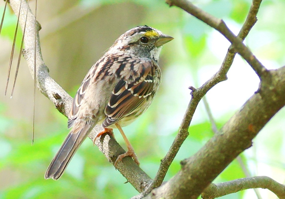 White-throated Sparrow - ML554801651