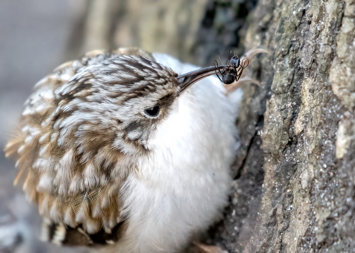 Brown Creeper - ML554802721