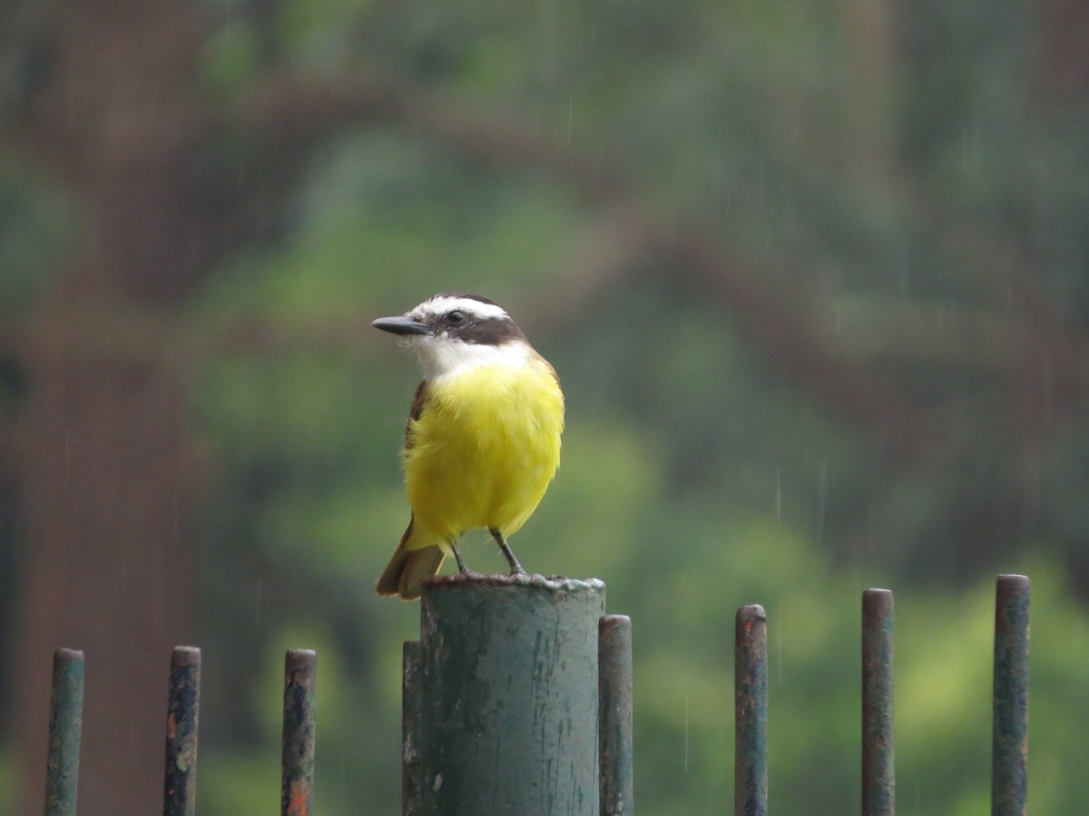 Great Kiskadee - ML554803461