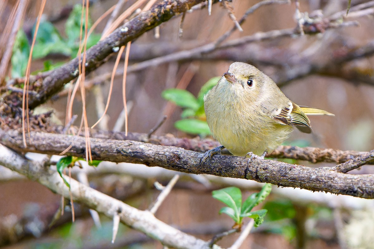 Ruby-crowned Kinglet - ML554803501