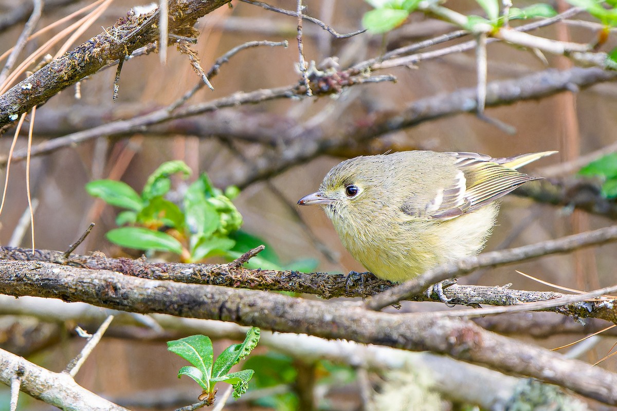 Ruby-crowned Kinglet - ML554803511