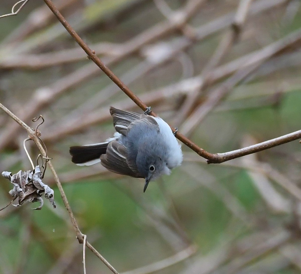 Blue-gray Gnatcatcher - ML554803671