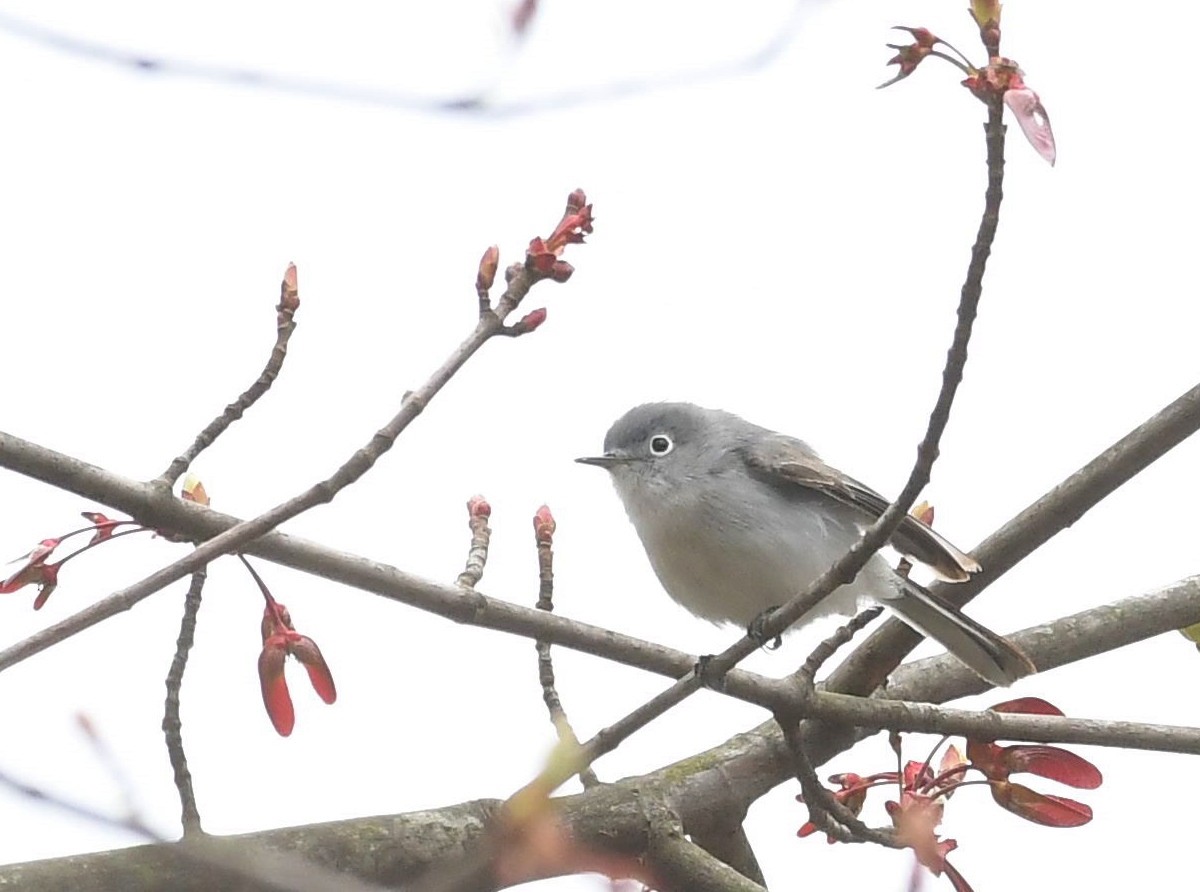 Blue-gray Gnatcatcher - ML554803771