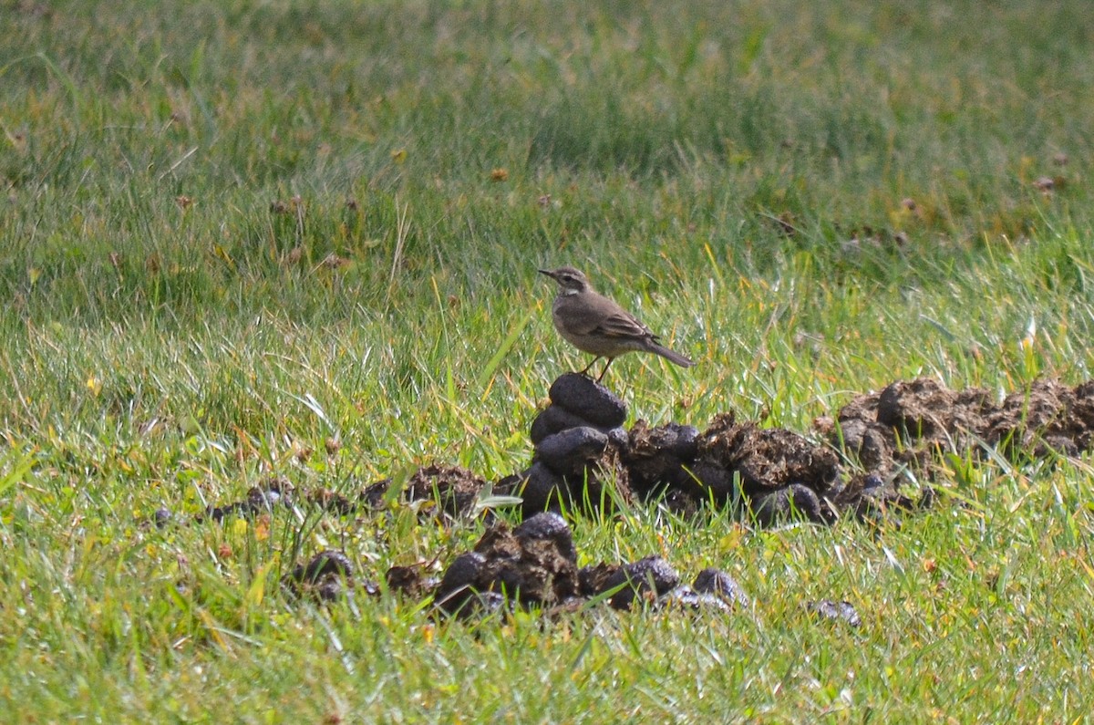 Buff-winged Cinclodes - ML554803781