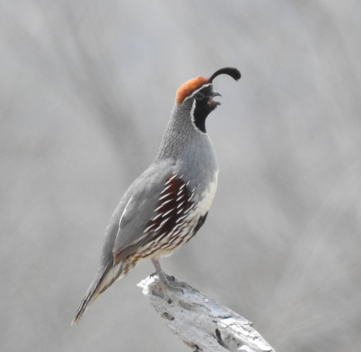 Gambel's Quail - ML554803801