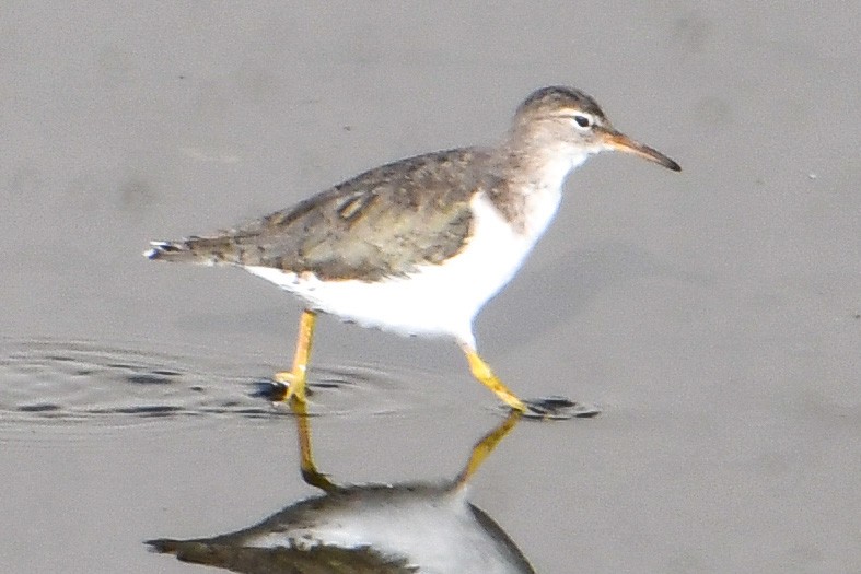 Spotted Sandpiper - ML554804061