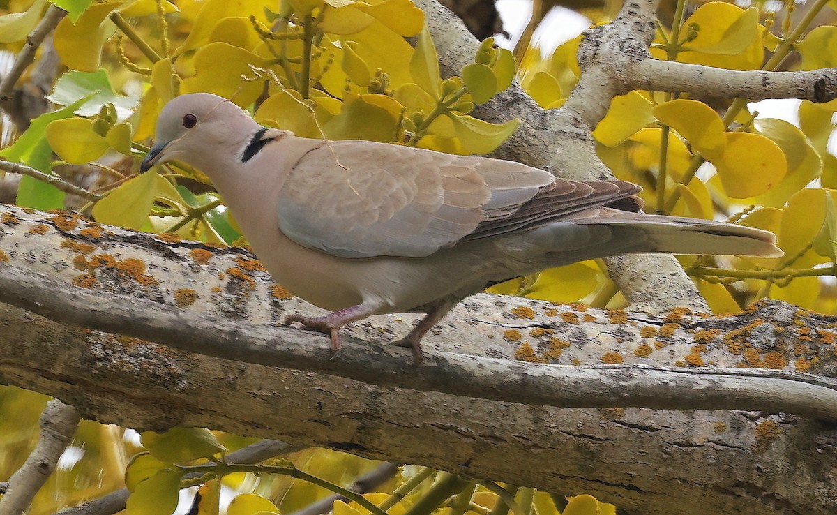 Eurasian Collared-Dove - Richard Brown