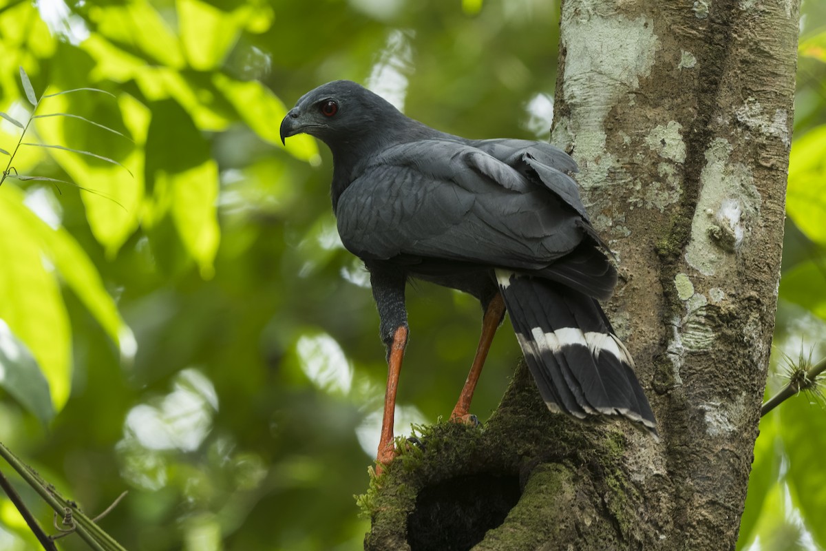 Crane Hawk - ML554805111