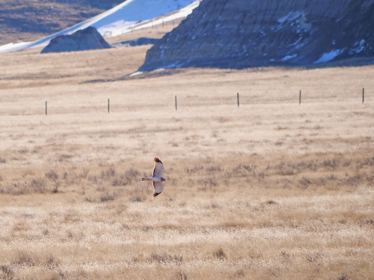 Northern Harrier - ML554807071