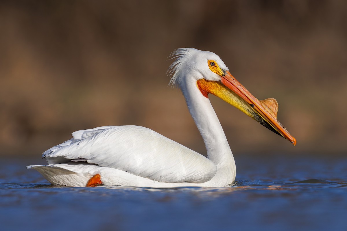 American White Pelican - ML554808711