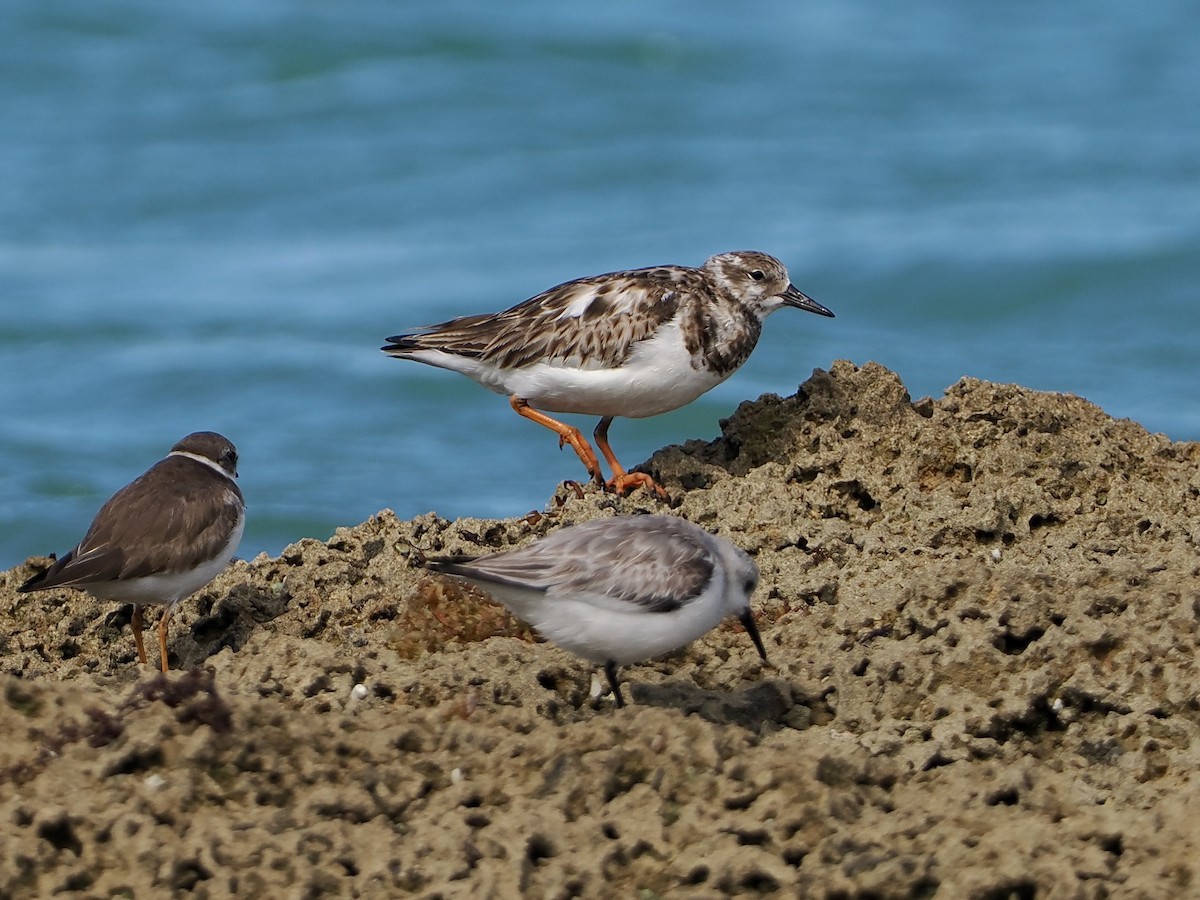 Ruddy Turnstone - ML554809001