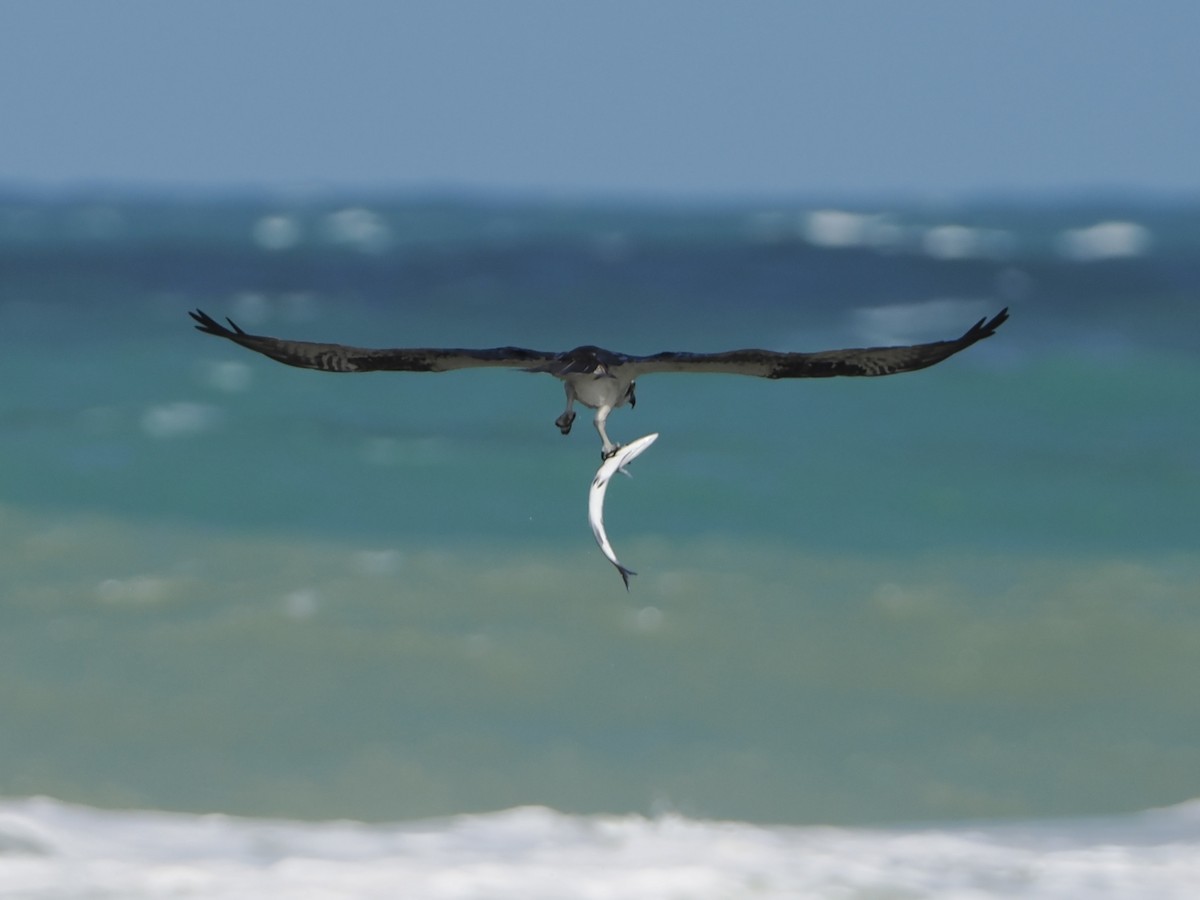 Balbuzard pêcheur - ML554809401