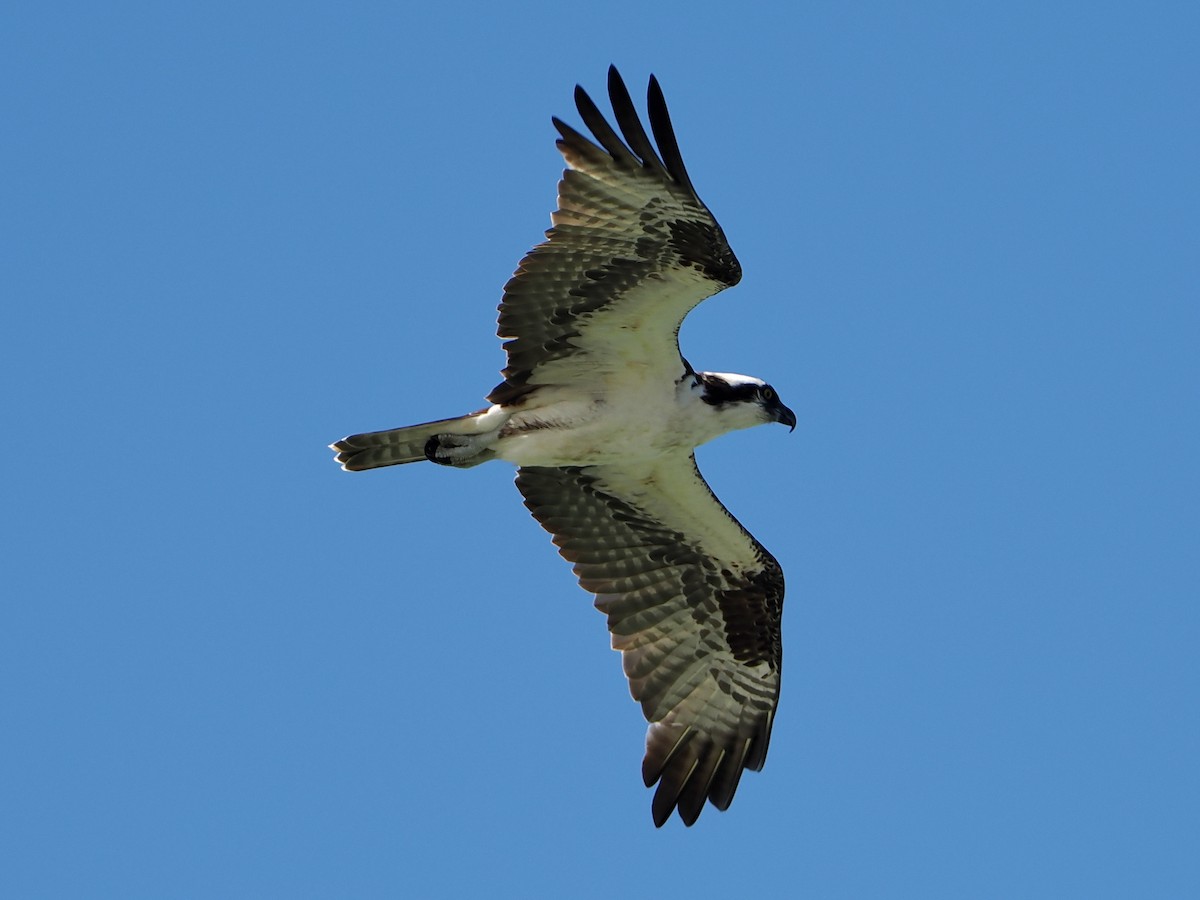 Águila Pescadora - ML554809411