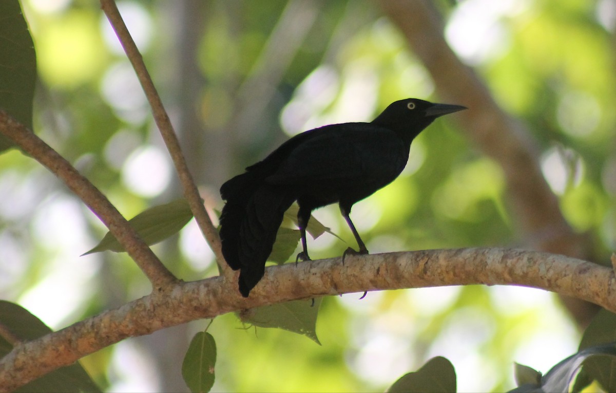 Greater Antillean Grackle - ML554809821