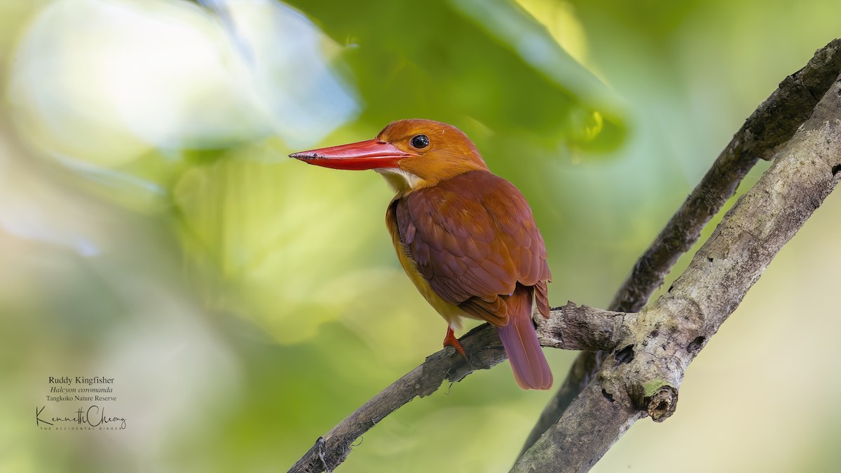 Ruddy Kingfisher - Kenneth Cheong