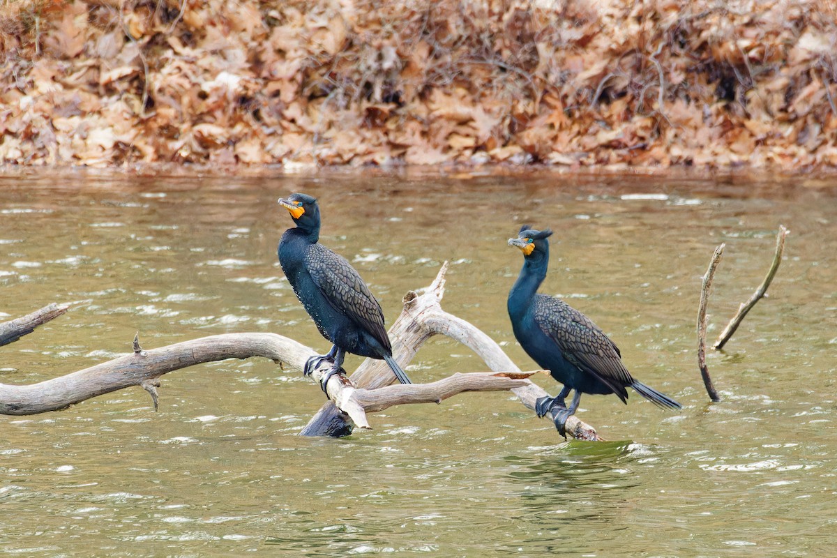 Double-crested Cormorant - Ruogu Li