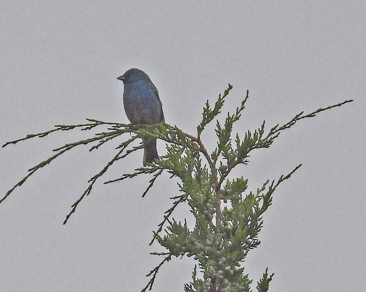 Indigo Bunting - ML554811191