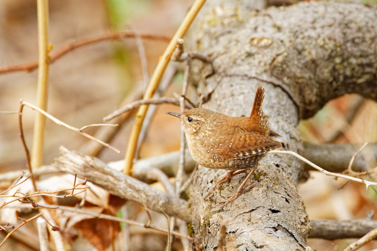 Winter Wren - ML554811631