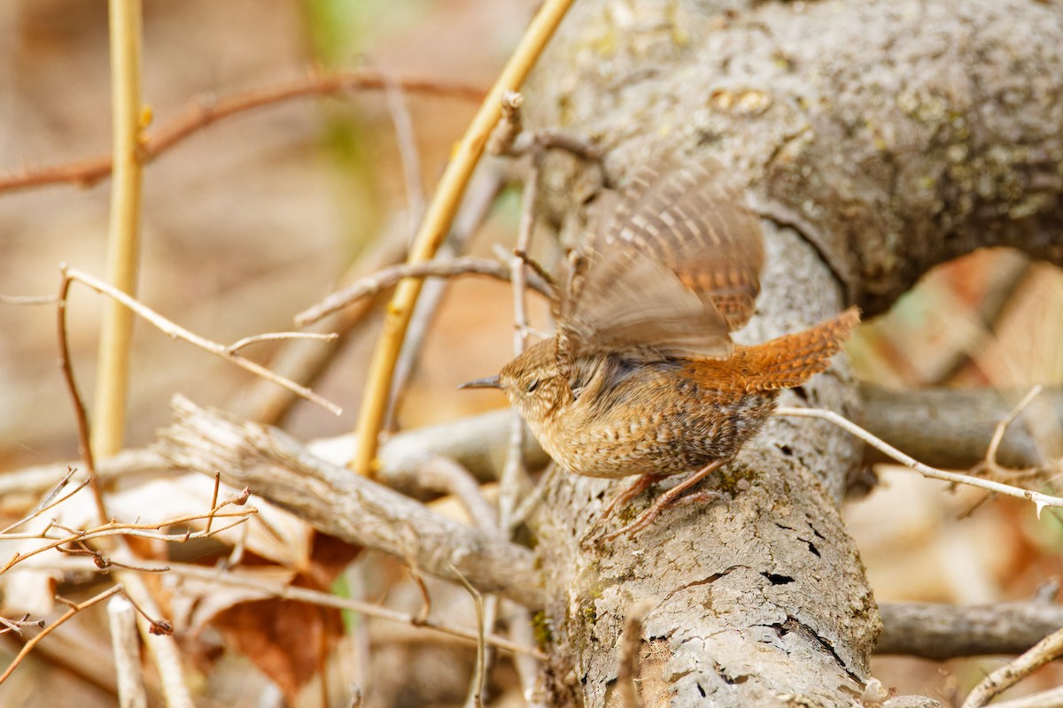 Winter Wren - ML554811661