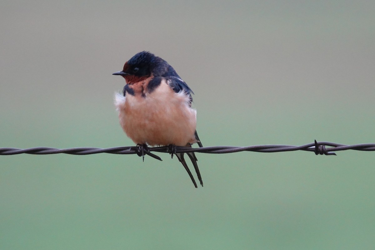 Barn Swallow - ML554811681