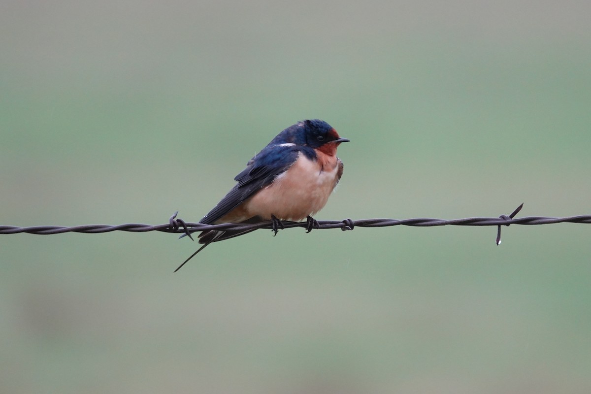 Barn Swallow - ML554812891