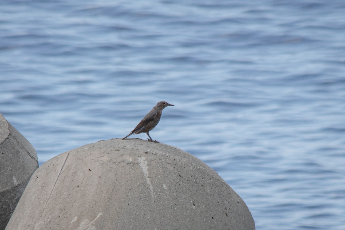 Blue Rock-Thrush (philippensis) - ML554813151