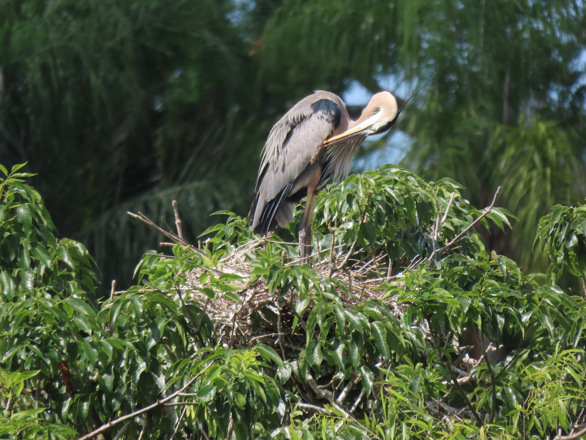 Great Blue Heron - ML554813881